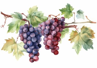 Watercolor illustration of Merlot Grapes on the vine on a white isolated background