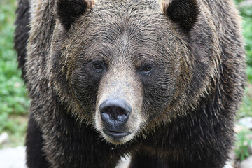 Closeup of a Grizzly Bear