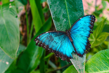 butterfly on a leaf