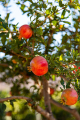 Fresh red pomegranate fruits hanging on a lush tree. Summer day on Kos Island in Greece. Blurry background, natural soft lightning. Harvest concept.