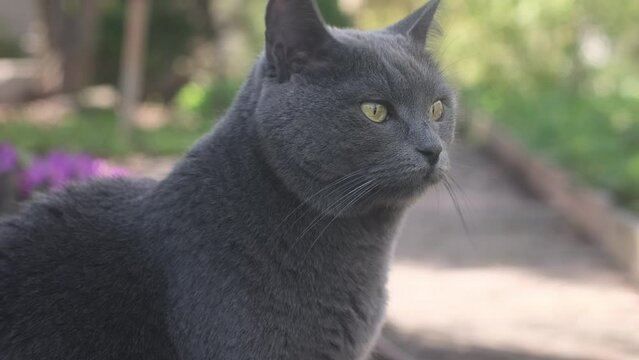 Portrait of domestic Chartreux cat walking in backyard in summer.