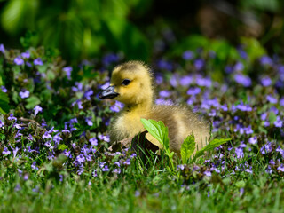 Canada Goose gosling closeup portrait in grass with purple wild flowers