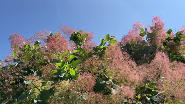 Smoke bush, Cotinus coggygria, is deciduous shrub that's also commonly known as royal purple smoke bush, smokebush, smoke tree and purple smoke tree.