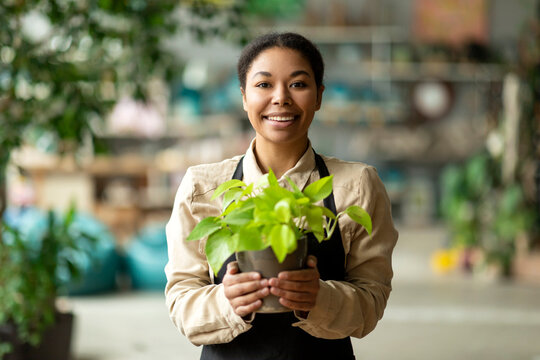 Portrait Of Happy Black Female Botanist Holding Fresh Plant In Pot In Gardening Center. Successful Botanist And Store Owner Concept