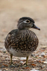 duck in the water