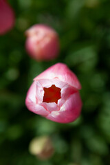 Colorful Tulip details, springtime in California, USA