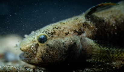 Western tubenose goby (Proterorhinus semilunaris) portrait