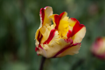 Colorful Yellow and Red Bearded Tulip details, springtime in California, USA