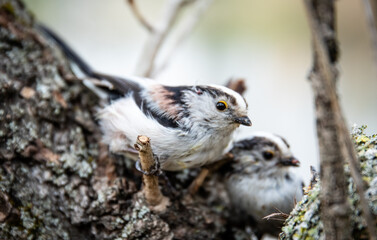 Long-tailed tits (Aegithalos caudatus) near a well-camouflaged nest