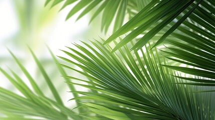 White Background with a Blurred Palm Leaf and Sun Light in 3D generated by AI