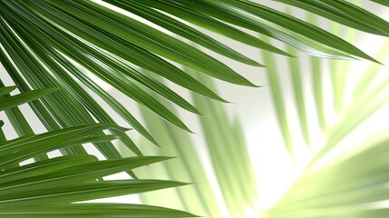 Blurred Palm Leaf with Sun Rays on a White Background in 3D generated by AI