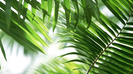 3D Blurred Palm Leaf with Sun Light and Bokeh Effect on a White Background generated by AI