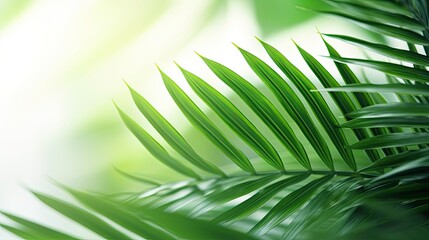 Illustration of a Blurred Palm Leaf with Sun Rays on a White Background generated by AI