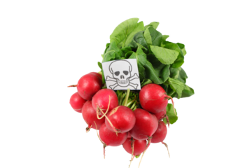 Radish with poison icon isolated on transparent or white background. Contaminated food concept.