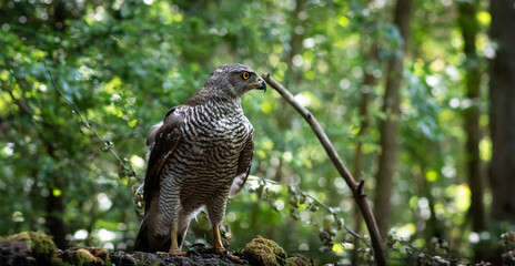 Northern goshawk (Accipiter gentilis) female in a lowland European forest