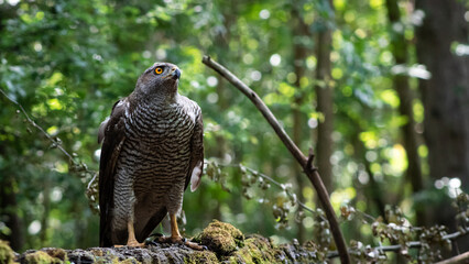 Northern goshawk (Accipiter gentilis) female in a lowland European forest
