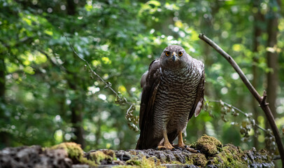 Northern goshawk (Accipiter gentilis) female in a lowland European forest