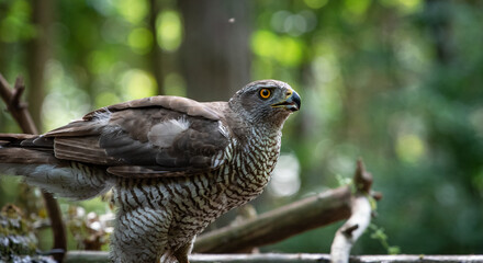 Northern goshawk (Accipiter gentilis) female in a lowland European forest