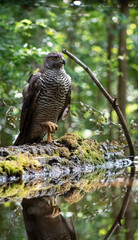 Northern goshawk (Accipiter gentilis) female in a lowland European forest near a pond