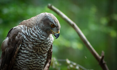 Northern goshawk (Accipiter gentilis) female in a lowland European forest