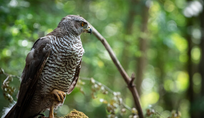 Northern goshawk (Accipiter gentilis) female in a lowland European forest