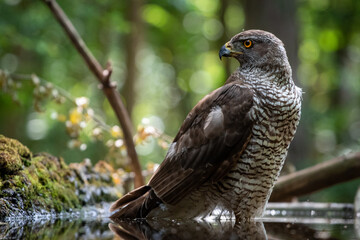 Northern goshawk (Accipiter gentilis) female in a lowland European forest standing in a pond