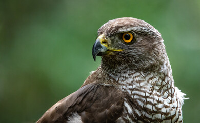 Northern goshawk (Accipiter gentilis) female in a lowland European forest, portrait