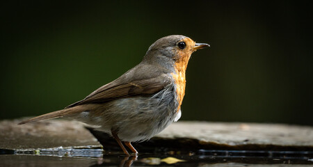 European robin (Erithacus rubecula) near a man-made pond