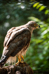 Northern goshawk (Accipiter gentilis) female in a lowland European forest, drying after a bath