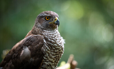Northern goshawk (Accipiter gentilis) female in a lowland European forest
