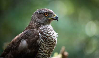 Northern goshawk (Accipiter gentilis) female in a lowland European forest