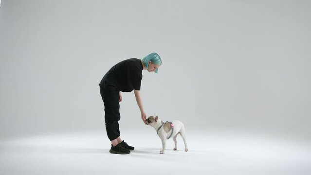 French bulldog performs the spin command reacting to gesture of female master. The woman rewards the pet with food after the successful performance. High quality 4k footage