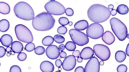 Starch grains of potato under microscope. 1000x magnification. Sample is stained by lugol