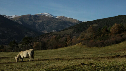 Vaca en paisaje de Ribes de Freser