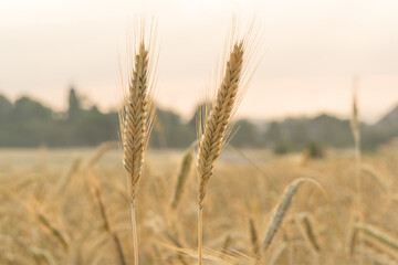 Gold ears of wheat, soft focus on field. Agricultural scene background. Ripe wheat field nature...