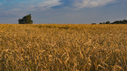 Gold ears of wheat, soft focus on field. Agricultural scene background at sun. Ripe wheat field...