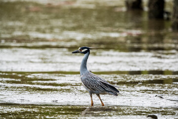 Yellow Crown Night Heron in the river