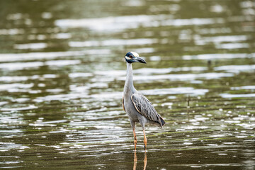 Yellow Crown Night Heron in the river