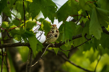 sparrow on a branch