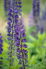 Lupinus, lupin, lupine field with pink purple and blue flowers. Summer flower