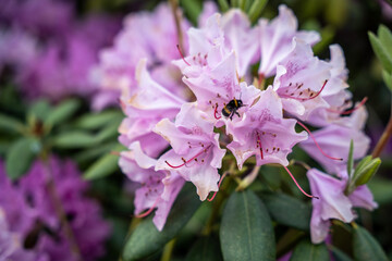 close up of rhododendron flowers
