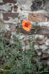 Beautiful red flower. Other names are Papaver rhoeas, common poppy, corn poppy, and corn rose. This poppy is notable as an agricultural weed.