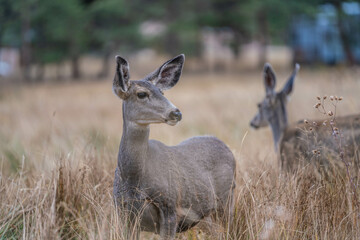 female deer Enjoying in the nature