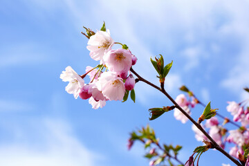Cherry branch with flowers in spring bloom, A beautiful Japanese tree branch with cherry blossoms, Spring Flowers, Cherry, Sakura