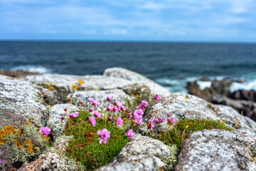 flowers on the rocks