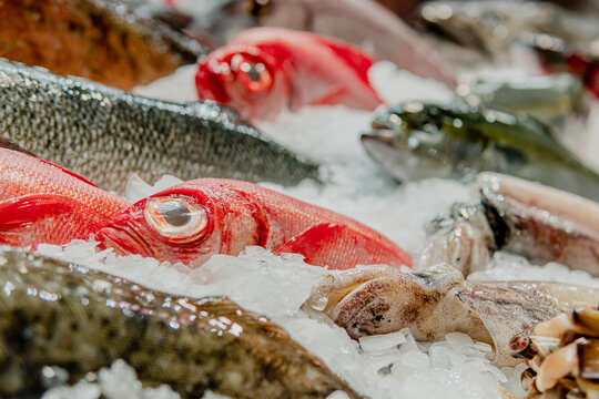 Variety of fish shown on ice at the market counter