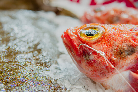 Close up of fish with a hook on the mouth shown at the market counter