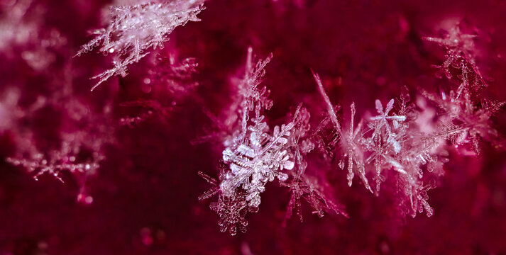 Snowflake ultra macro photograph