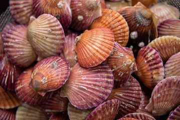 lots of scallop sea shells piled together background