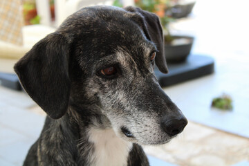 Curious little dog observing something.